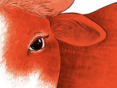 Cow cow illustration