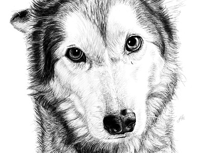 Pet Portrait Comission design drawing illustration portrait