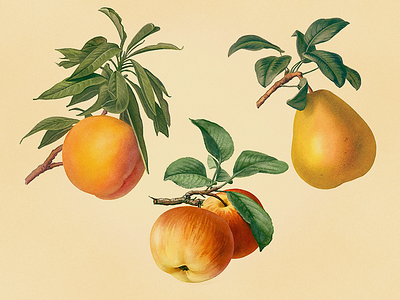 Fruits illustration