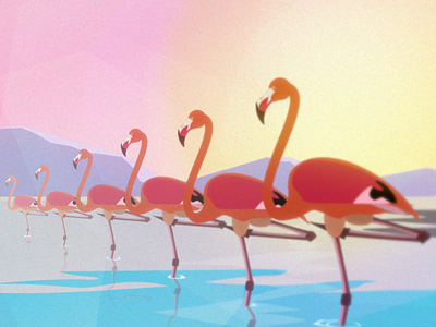 Flamingo americano chili flamingo latino pink south america sun water