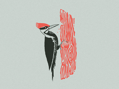 Pileated Woodpecker animal bird drawing hand drawn illustration tree vintage woodpecker