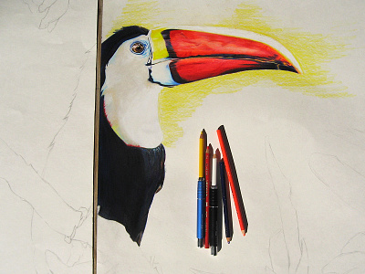 Toucan animal bird color drawing illustration pencils sketch toucan wip