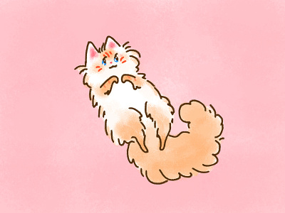Tummy Fluff cute doodle floof fluffy illustration kat kawaii kitten kitty kitty cat ragdoll