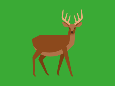 A Deer animal deer