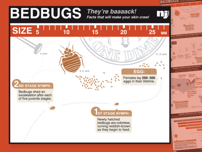 Bedbug bedbug bugs charts illustrations throwback