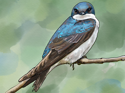Bird on a Branch bird drawing illustration ipad sketch