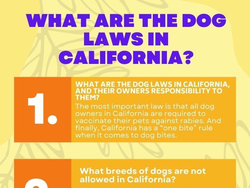 What Are The Dog Laws In California? by Ansar Hussain Bhatti on Dribbble