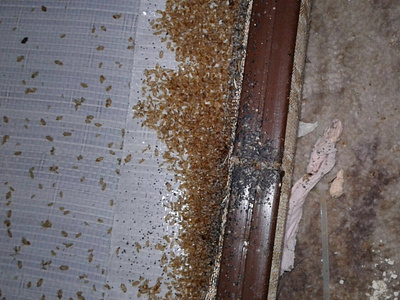 Common Infestation Problems In The Home And How To Prevent Them