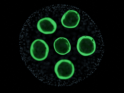 Cellular 3d biology design render science