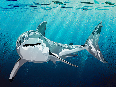 White shark underwater adobe illustrator adobe illustrator draw animal illustration animals digital art graphic designer illustration illustration art illustrations illustrator sharkillustration