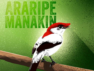 Araripe Manakin adobe illustrator adobe illustrator draw animal illustration animals birds digital art endangered species graphic designer illustration illustration art illustrations illustrator wild animals