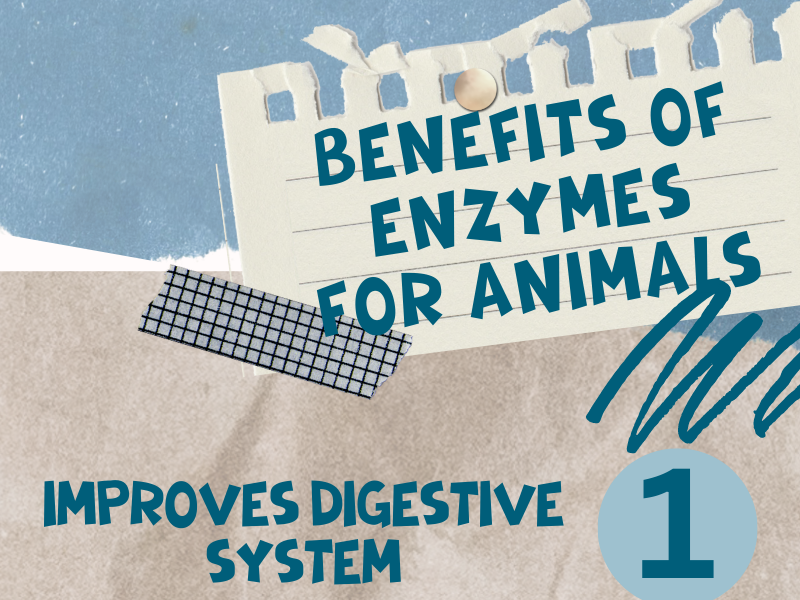 5 Benefits of Animal Enzymes by Rajwinder Singh on Dribbble