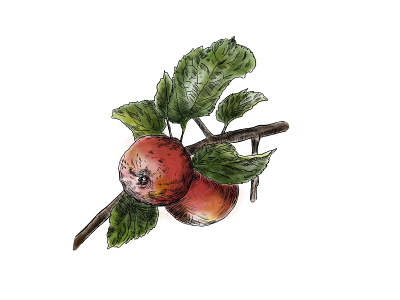 Digital watercolor apple tree design digital watercolor illustration illustrations vector illustration watercolor