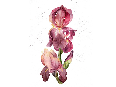 Watercolor iris design illustration illustrations vector illustration watercolor