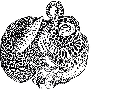 Tentacles II animal cephalopod illustration ink ocean squid