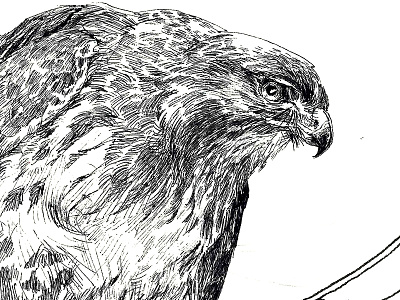 Red Tailed Hawk animal hawk illustration ink raptor sketchbook