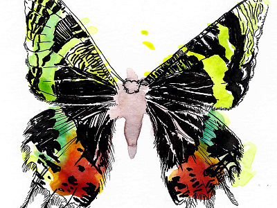 Chrysiridia Rhipheus butterfly ink insect specimen watercolor