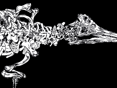 Crocodilian Fossil Study alligator bones crocodile fossil illustration ink structure