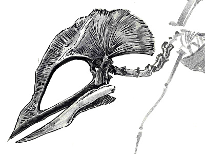 Pterosaur dinosaur fossil illustration ink pterosaur