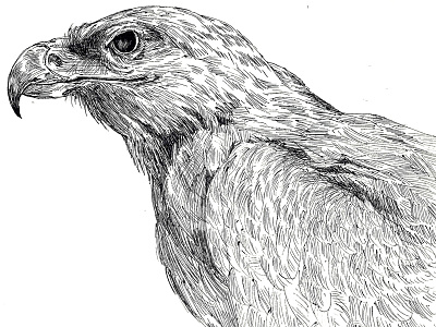 Golden Eagle animal bird eagle hawk illustration ink raptor