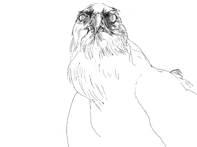 Derpy Golden Eagle animal bird derp eagle hawk illustration ink raptor