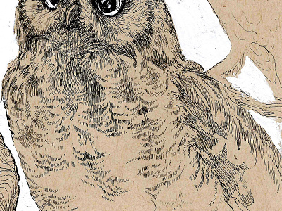 Owls (chest detail) animal feathers illustration ink owl texture