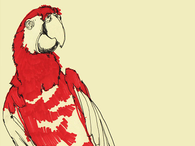Coney Island Macaw animal bird illustration ink macaw parrot red sharpie sketchbook