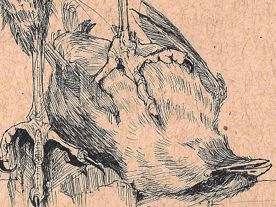 Prey (waxwing) animal bird hawk illustration ink songbird talons waxwing