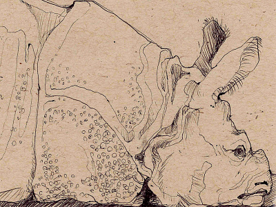 Rhinocerous animal illustration ink pen rhino rhinocerous texture