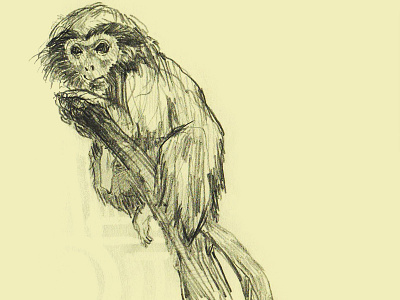 Monkey. animal illustration monkey pencil primate