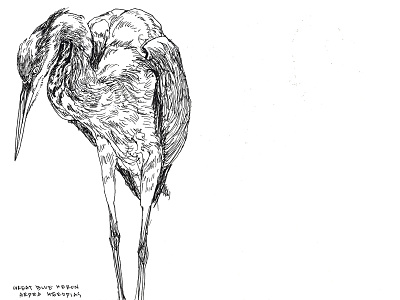 Great Blue Heron animal bird heron illustration ink