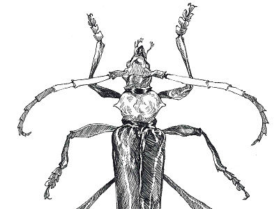 Longhorn Beetle beetle entomology illustration ink insect segmentation society6 specimen