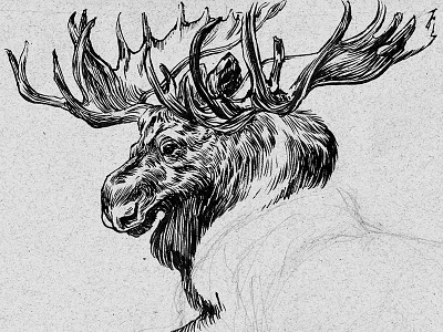 Ink Moose illustration ink moose natural history