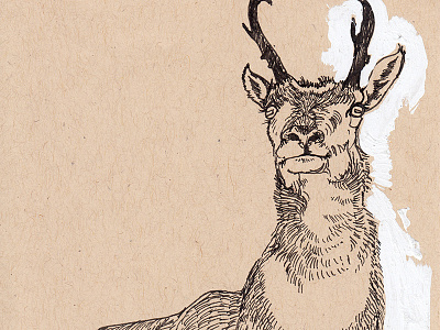 Male Pronghorn antelope derp illustration ink natural history pronghorn