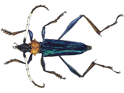 Pachyteria Kurosawaii animal beetle color illustration ink insect longhorn marker specimen