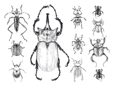 beetle specimens (b&w) beetle blackwhite entomology illustration ink insect