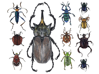 beetle specimens (color) beetle entomology illustration ink insect natural history