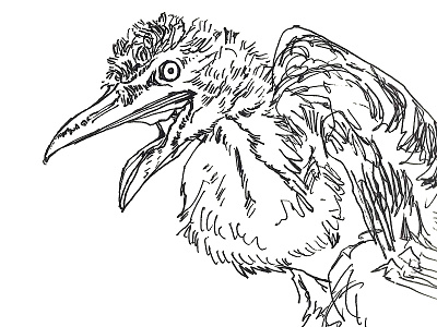 Baby Heron bird heron silly sketch