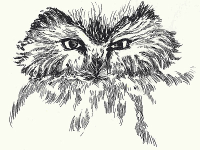 Owl illustration ink nature owl