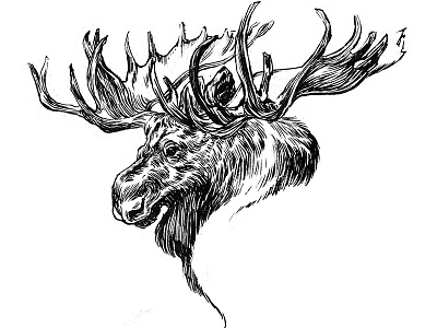 Ink Moose animal illustration ink moose natural history