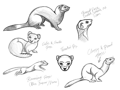Mink Sketches animal logo mink process sketches