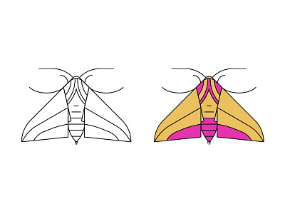 Bugs – Moth bugs illustration lineart moth