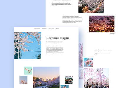 Lonreed cherry blossom cherry blo design japan longreed ui ux web website