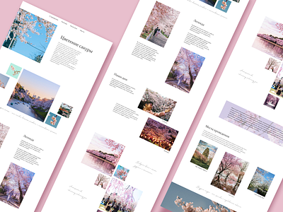 Longreed cherry blossom cherry blossom design longreed ui ux web website