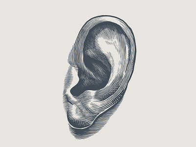Engraving style ear illustration