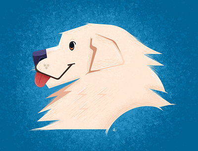 Maremma Sheepdog design graphic design illustration vector