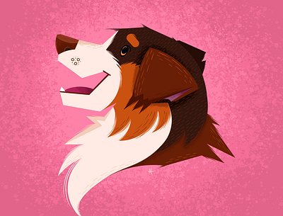 Miniature American Shepherd design graphic design illustration vector