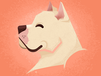 Dogo Argentino design graphic design illustration vector