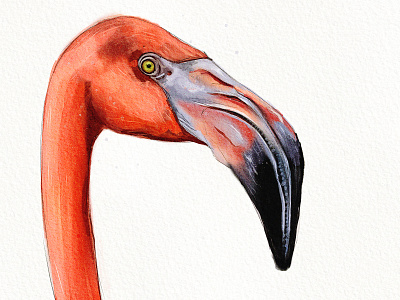 Flamingo Watercolor colors details digitalpaint procreate textures watercolor