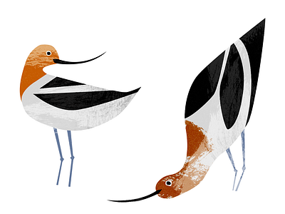 Avocets